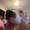 ilovechickenthedog