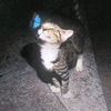 nh_jd2008