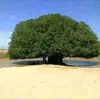 mohamed79046
