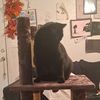catty40603