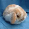 pop1tffwwq1