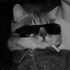 kittycat2189