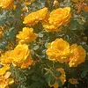 lady_barzanii