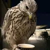 جًَُـّْزٍّاََِِِّعَُِِّٓ𓅓ـًًً