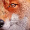 imfoxybr