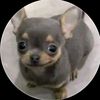 gato_god54
