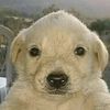 user9096377610081