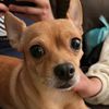 ivy_thedog_woof