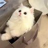 lilpawdrama