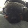 dogs_rcool0