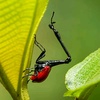 therealgirraffeweevil