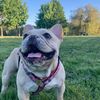 casper_thefrenchie