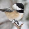 chickadee130