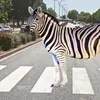 janovas9