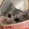 _.chocolatevani