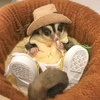 suka_sugar_glider