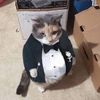 tuxedocatdareal