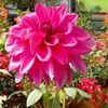 arosh.islam45