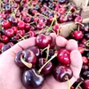 frutas.temporada