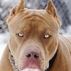 big.dawgs64