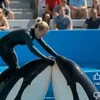 🦋Orca jassi 🦋❤
