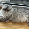 catsrbetter7
