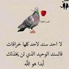 alimohsen7631