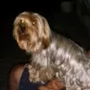 kukitinho