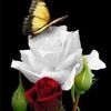wanda.crawford.massie