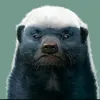 ngoino7
