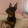 aliskel_8