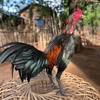 🐓Ko Chan Popa🇲🇲09788723792