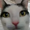 spiceytentuckyfries