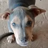 bleziu