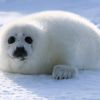 sealsickler