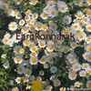 earnkonnarak