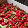 strawberry.merah93
