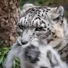 indii._48