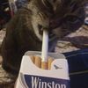 kittyyy4everr