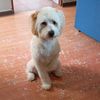 bruno.bazan39