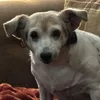 deblvsrubes
