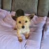 bailythedogduh