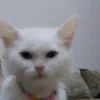 janejnee7