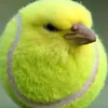 zfelixxz00