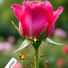 fasial829