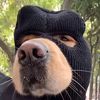 terrormaskdog