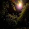 night_watcher1