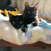 b_and_her_cats
