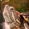 ☀️Саша черепаха🐢