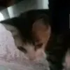 npaj97